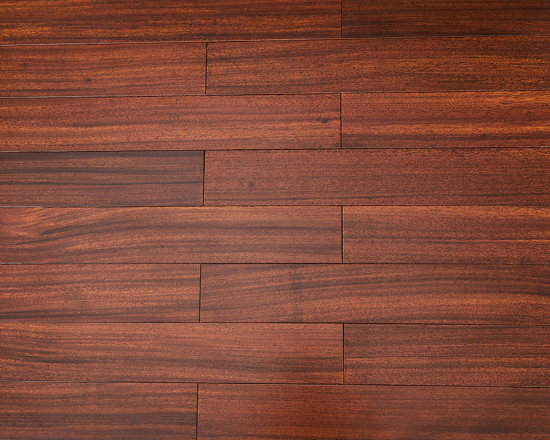 圓盤豆（非洲紫檀）