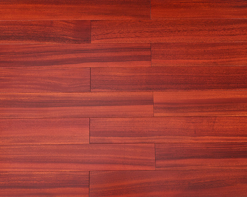 圓盤豆（黃花梨）